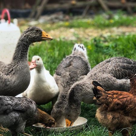 Miodowa Zagroda - Nocleg Zator Energylandia Miejsce Dış mekan fotoğraf