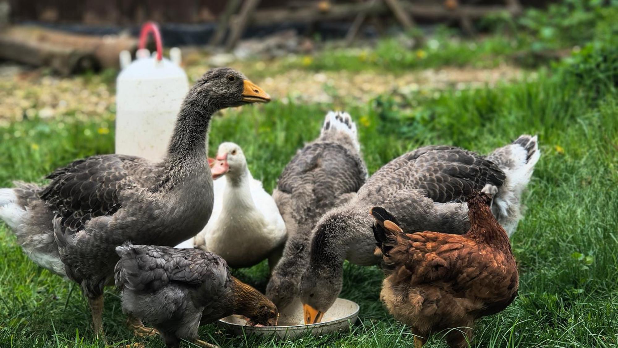 Miodowa Zagroda - Nocleg Zator Energylandia Miejsce Dış mekan fotoğraf