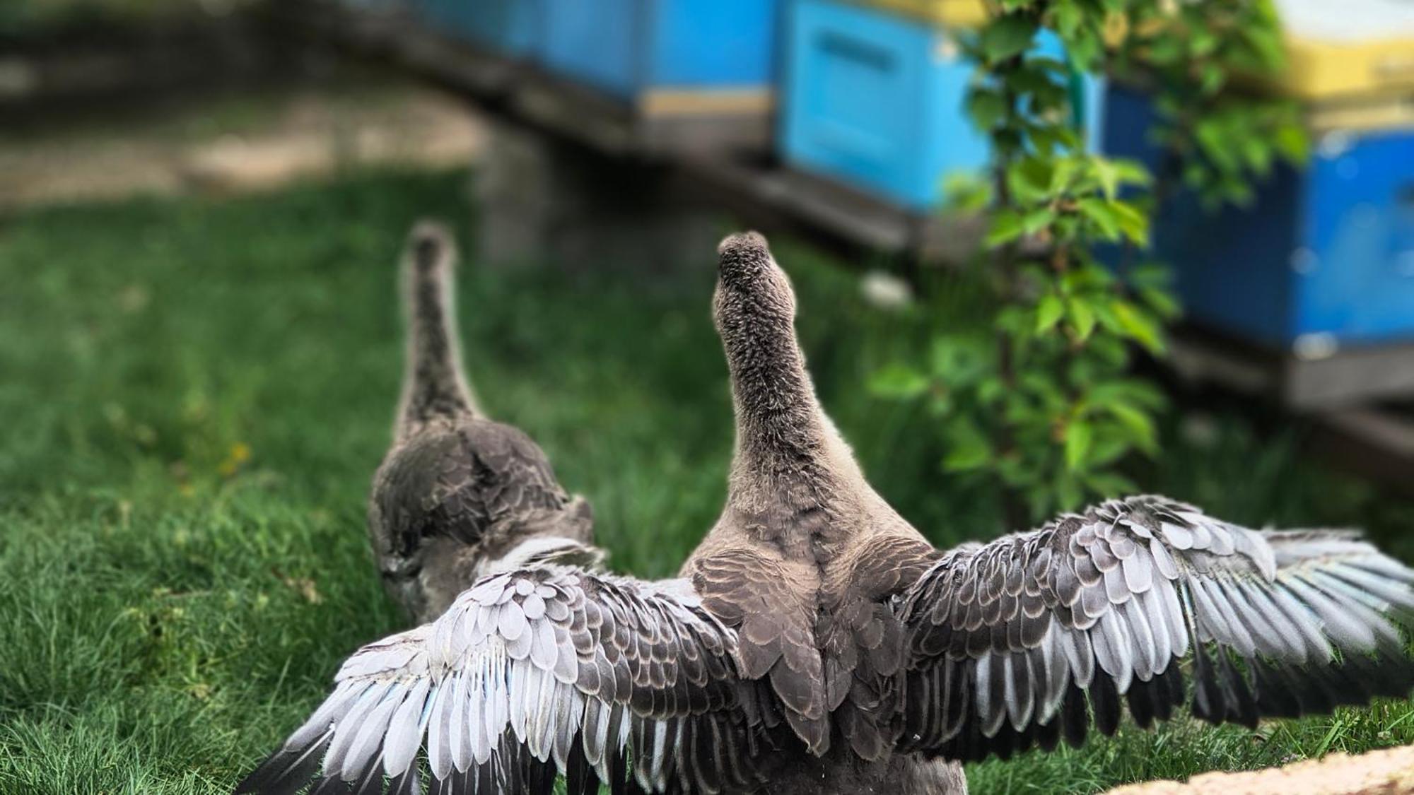 Miodowa Zagroda - Nocleg Zator Energylandia Miejsce Dış mekan fotoğraf